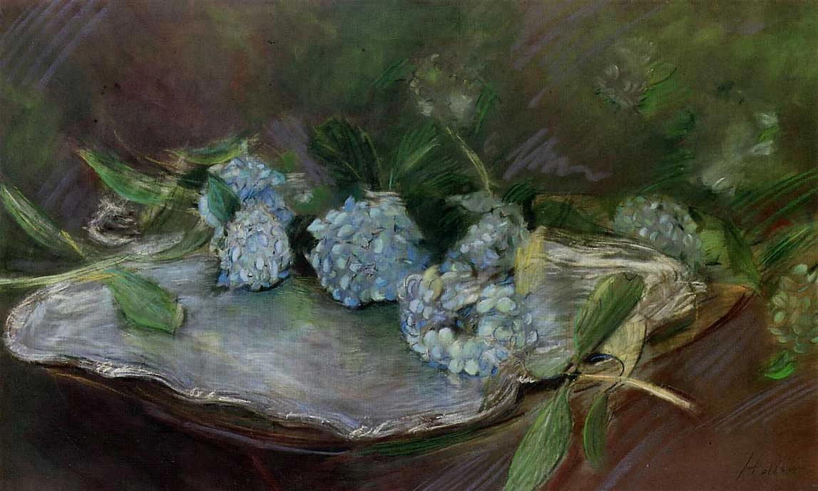 Ortensie
